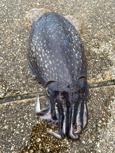 シリヤケイカの釣果