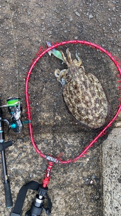 モンゴウイカの釣果