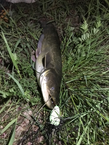 マナマズの釣果