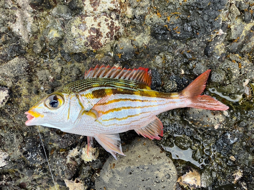 ノコギリダイの釣果