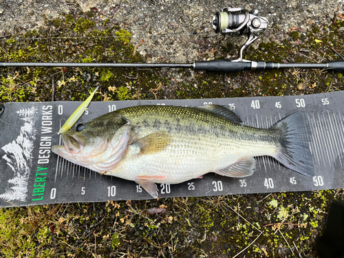 ブラックバスの釣果