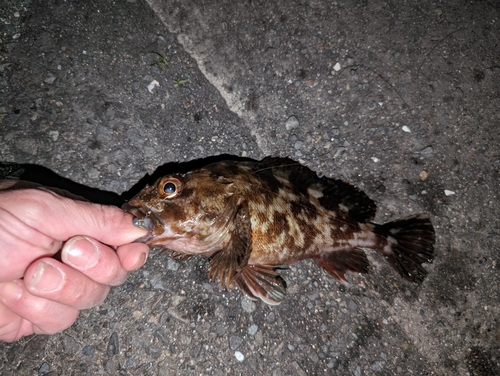 カサゴの釣果