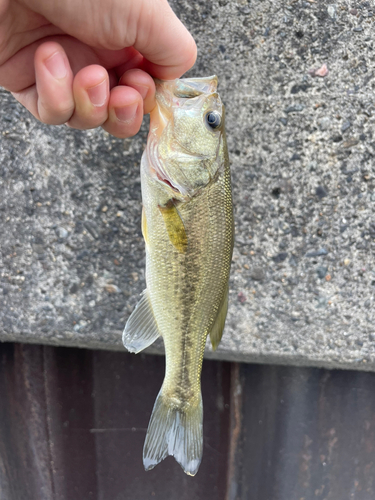 ラージマウスバスの釣果