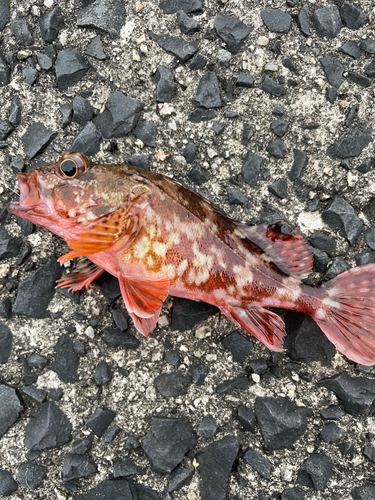 カサゴの釣果