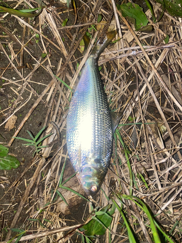 コノシロの釣果