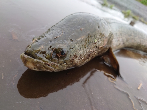 ライギョの釣果