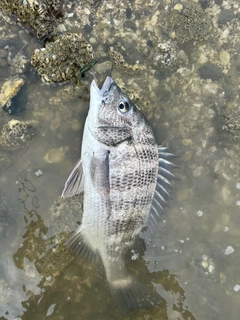 チヌの釣果