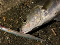 スズキの釣果