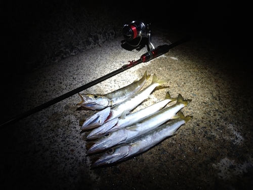 アカカマスの釣果