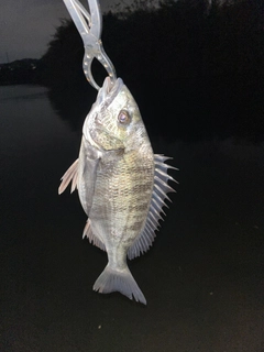 キビレの釣果