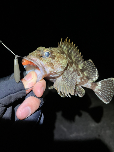 カサゴの釣果