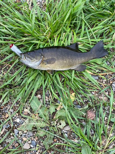 スモールマウスバスの釣果