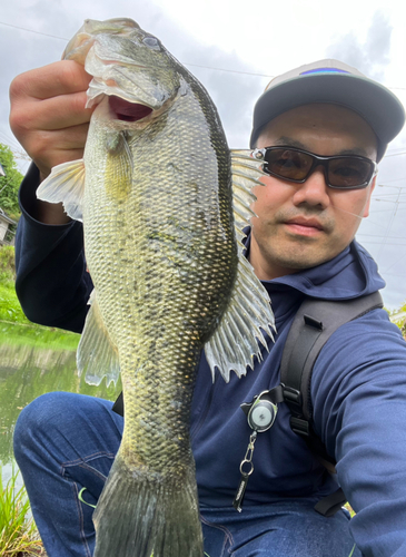 ブラックバスの釣果