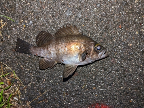 メバルの釣果