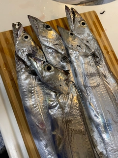 タチウオの釣果