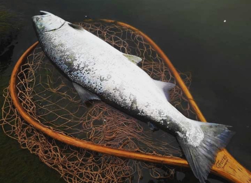 サクラマスの釣果