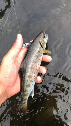 アマゴの釣果