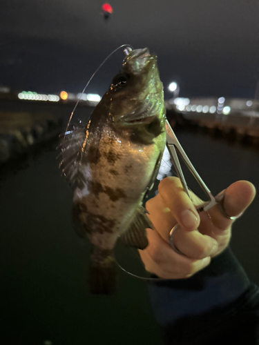 メバルの釣果