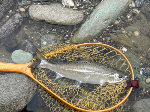 アマゴの釣果