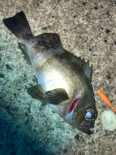 メバルの釣果