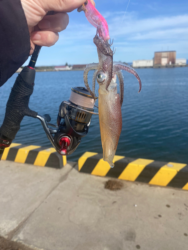 ヒイカの釣果