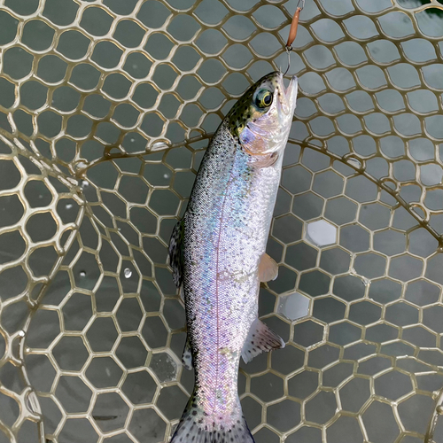 ニジマスの釣果