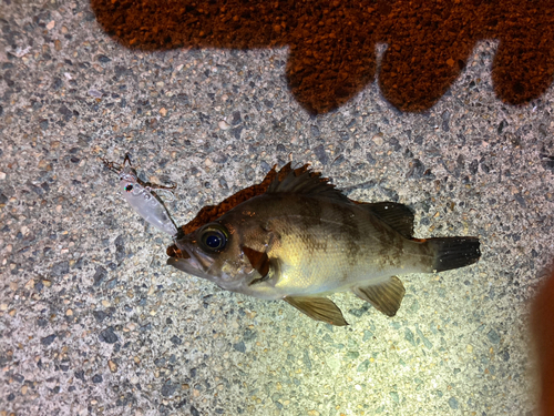 シロメバルの釣果