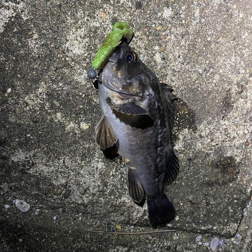 クロソイの釣果