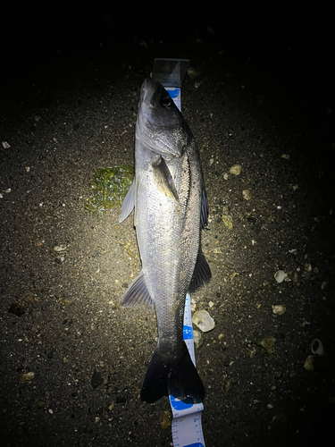 シーバスの釣果