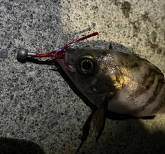 メバルの釣果