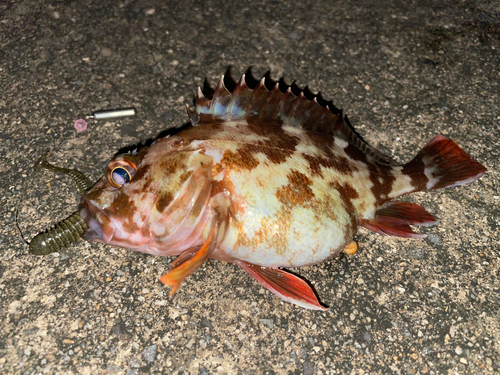 カサゴの釣果