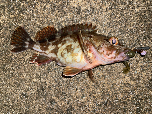 カサゴの釣果