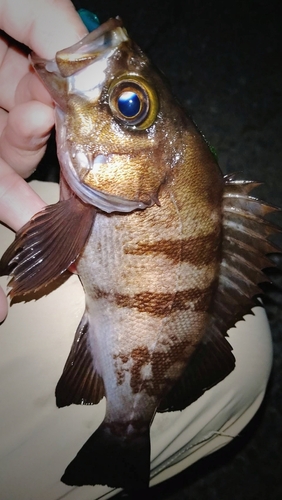 シロメバルの釣果