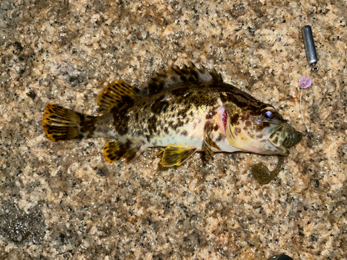 タケノコメバルの釣果