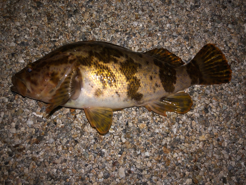 タケノコメバルの釣果