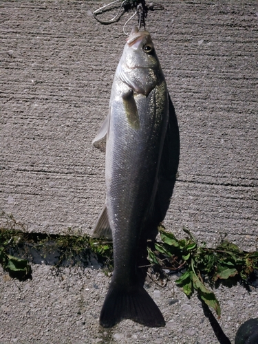 セイゴ（マルスズキ）の釣果