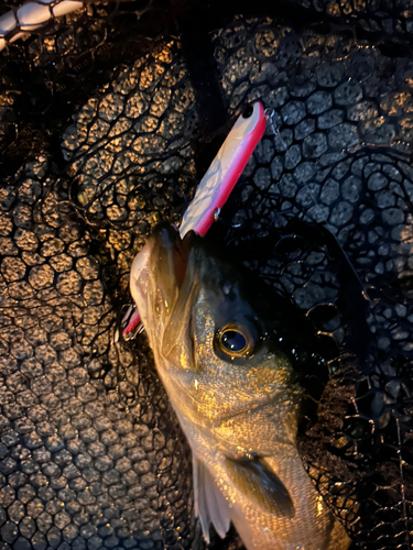 シーバスの釣果