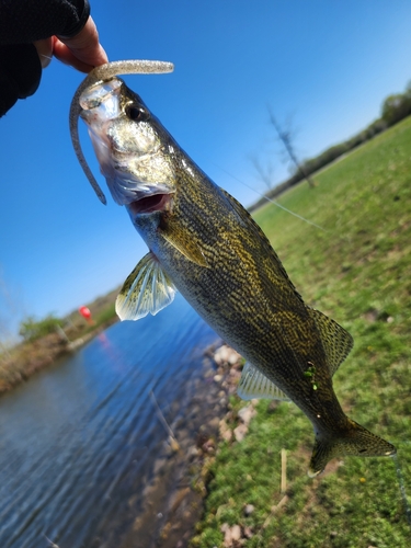 ウォールアイの釣果