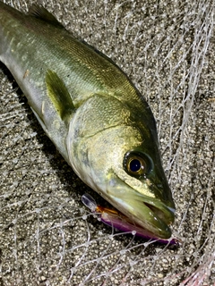 フッコ（マルスズキ）の釣果