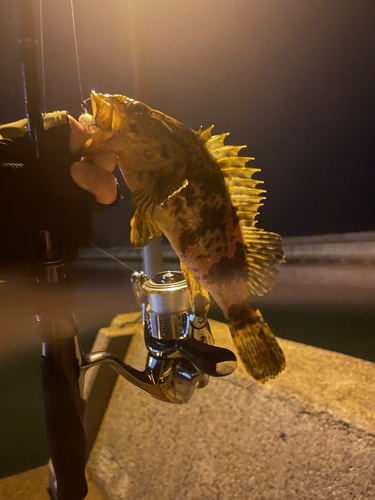 タケノコメバルの釣果