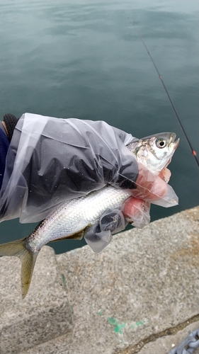 コノシロの釣果