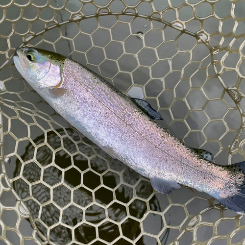 ニジマスの釣果