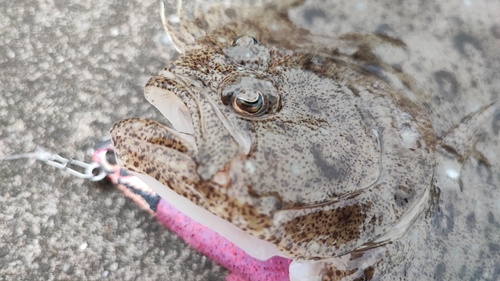 ヒラメの釣果