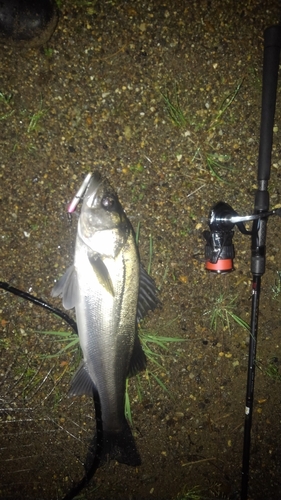 フッコ（マルスズキ）の釣果