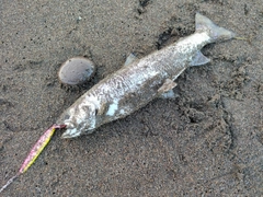 アメマスの釣果