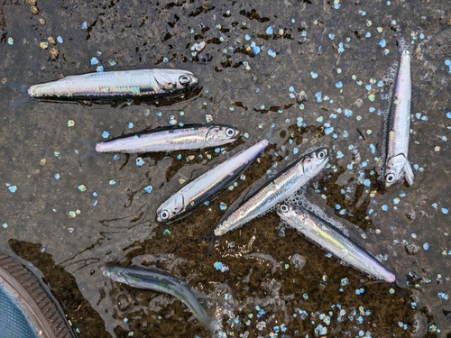 カタクチイワシの釣果