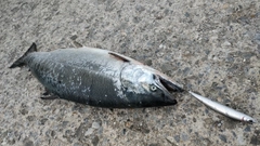 サクラマスの釣果