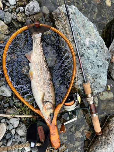 ウグイの釣果