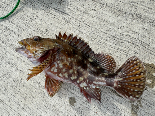 カサゴの釣果