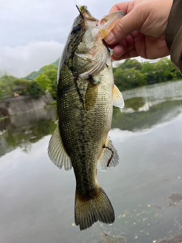 ラージマウスバスの釣果